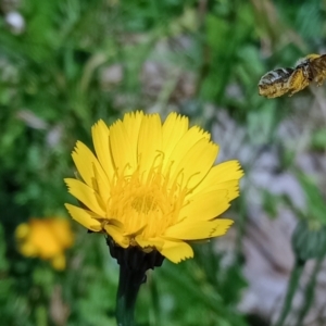 Lasioglossum (Chilalictus) sp. (genus & subgenus) at Holder, ACT - 25 Nov 2022