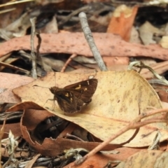 Toxidia doubledayi (Lilac Grass-skipper) at Tallong, NSW - 1 Jan 2023 by GlossyGal