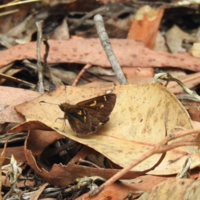 Toxidia doubledayi (Lilac Grass-skipper) at Tallong, NSW - 31 Dec 2022 by GlossyGal