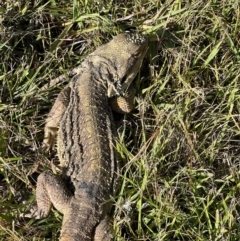 Pogona barbata (Eastern Bearded Dragon) at Murrumbateman, NSW - 2 Jan 2023 by SimoneC