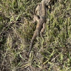 Pogona barbata at Murrumbateman, NSW - 2 Jan 2023