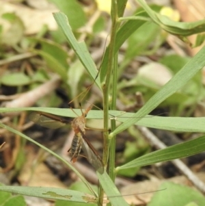 Leptotarsus (Leptotarsus) sp.(genus) at Tallong, NSW - 1 Jan 2023