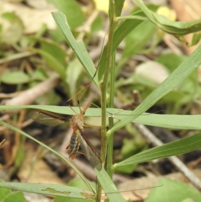 Leptotarsus (Leptotarsus) sp.(genus) (A Crane Fly) at Tallong, NSW - 31 Dec 2022 by GlossyGal