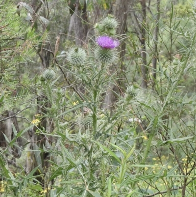 Cirsium vulgare (Spear Thistle) at Tallong, NSW - 1 Jan 2023 by GlossyGal