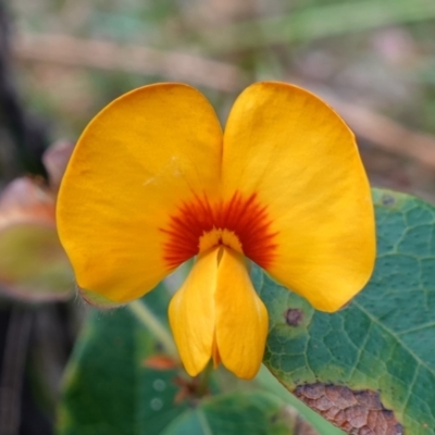 Platylobium formosum (Handsome Flat Pea) at Vincentia, NSW - 4 Nov 2022 by RobG1