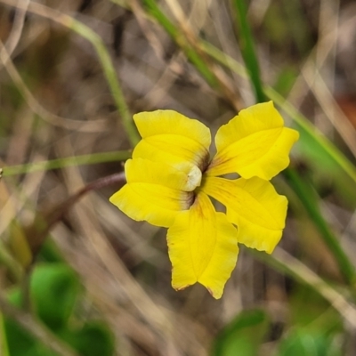 Goodenia hederacea (Ivy Goodenia) at Campbell, ACT - 4 Jan 2023 by trevorpreston