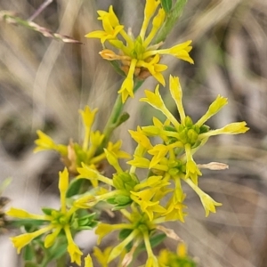 Pimelea curviflora at Campbell, ACT - 4 Jan 2023 11:49 AM