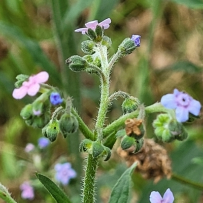 Cynoglossum australe (Australian Forget-me-not) at Campbell, ACT - 4 Jan 2023 by trevorpreston