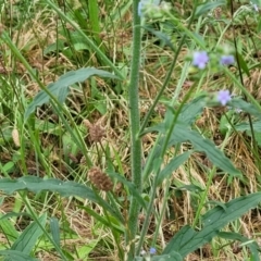 Cynoglossum australe at Campbell, ACT - 4 Jan 2023