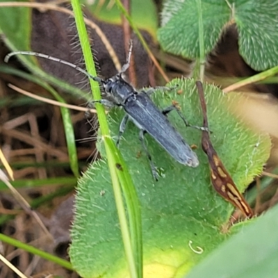 Phytoecia caerulescens (Paterson's curse stem beetle) at Campbell, ACT - 4 Jan 2023 by trevorpreston