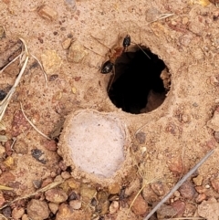 Portacosa cinerea at Campbell, ACT - 4 Jan 2023