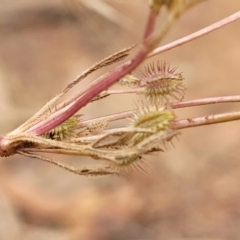 Daucus glochidiatus (Australian Carrot) at Campbell, ACT - 4 Jan 2023 by trevorpreston