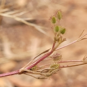 Daucus glochidiatus at Campbell, ACT - 4 Jan 2023