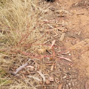 Daucus glochidiatus at Campbell, ACT - 4 Jan 2023