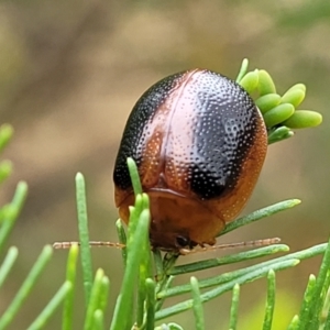 Dicranosterna immaculata at Campbell, ACT - 4 Jan 2023