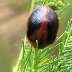 Dicranosterna immaculata at Campbell, ACT - 4 Jan 2023