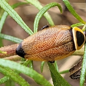 Ellipsidion australe at Campbell, ACT - 4 Jan 2023 12:23 PM