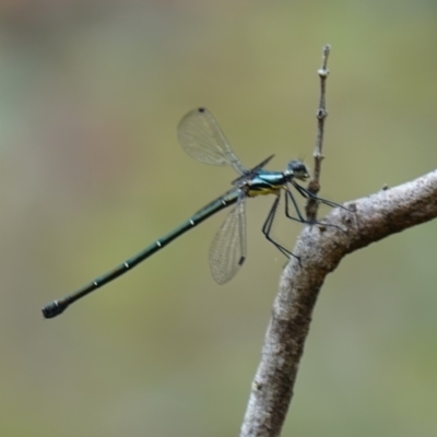 Austroargiolestes icteromelas (Common Flatwing) at Vincentia, NSW - 4 Nov 2022 by RobG1