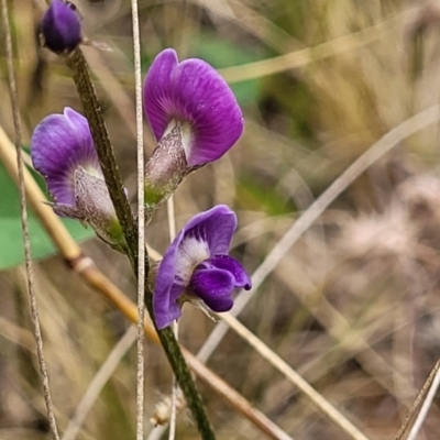 Glycine tabacina (Variable Glycine) at Mount Ainslie - 4 Jan 2023 by trevorpreston