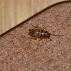 Robshelfordia simplex (Shelford's Western Cockroach) at Wamboin, NSW - 25 Jan 2021 by natureguy