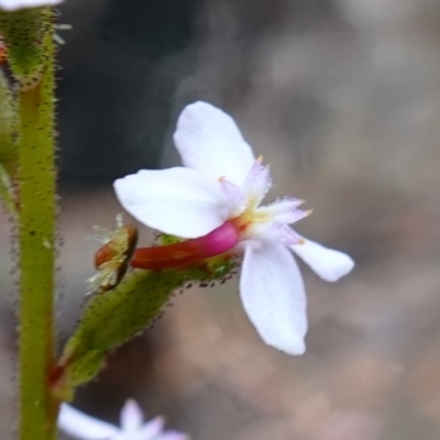 Stylidium graminifolium (grass triggerplant) at Vincentia, NSW - 4 Nov 2022 by RobG1