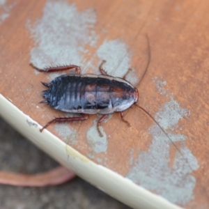 Drymaplaneta sp. (genus) at Wamboin, NSW - 25 Jan 2021