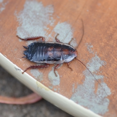 Drymaplaneta sp. (genus) (Unidentified Wood Runner) at Wamboin, NSW - 25 Jan 2021 by natureguy