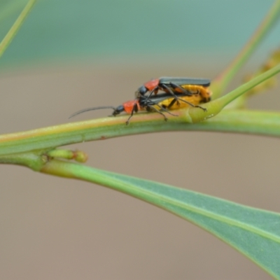 Chauliognathus tricolor (Tricolor soldier beetle) at Wamboin, NSW - 25 Jan 2021 by natureguy