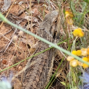 Pogona barbata at Campbell, ACT - 4 Jan 2023