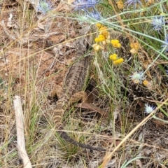 Pogona barbata at Campbell, ACT - 4 Jan 2023