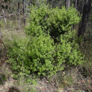 Persoonia rigida at Molonglo Valley, ACT - 31 Dec 2022