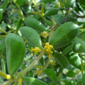 Persoonia rigida at Molonglo Valley, ACT - 31 Dec 2022