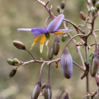 Dianella sp. aff. longifolia (Benambra) (Pale Flax Lily, Blue Flax Lily) at Mount Ainslie - 4 Jan 2023 by trevorpreston
