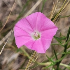 Convolvulus angustissimus (Pink Bindweed) at Campbell, ACT - 4 Jan 2023 by trevorpreston