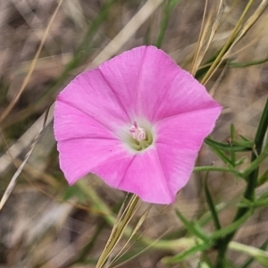 Convolvulus angustissimus at Campbell, ACT - 4 Jan 2023 11:48 AM