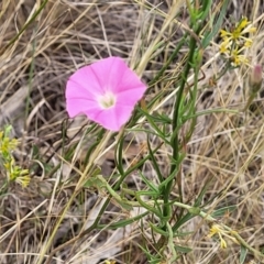 Convolvulus angustissimus at Campbell, ACT - 4 Jan 2023 11:48 AM