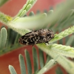 Diphucrania sp. (genus) at Molonglo Valley, ACT - 4 Jan 2023