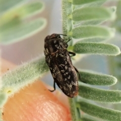 Diphucrania sp. (genus) at Molonglo Valley, ACT - 4 Jan 2023 07:48 AM