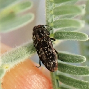 Diphucrania sp. (genus) at Molonglo Valley, ACT - 4 Jan 2023