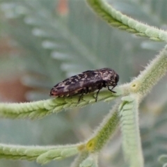 Diphucrania sp. (genus) at Molonglo Valley, ACT - 4 Jan 2023 07:48 AM