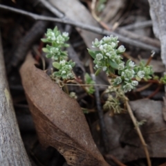 Poranthera microphylla (Small Poranthera) at Molonglo Valley, ACT - 31 Dec 2022 by Miranda