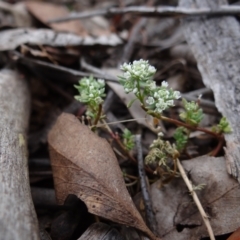 Poranthera microphylla at Molonglo Valley, ACT - 31 Dec 2022 04:48 PM