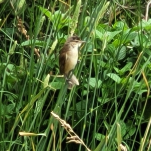 Acrocephalus australis at Fyshwick, ACT - 4 Jan 2023 10:55 AM