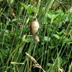 Acrocephalus australis at Fyshwick, ACT - 4 Jan 2023