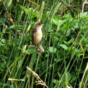 Acrocephalus australis at Fyshwick, ACT - 4 Jan 2023