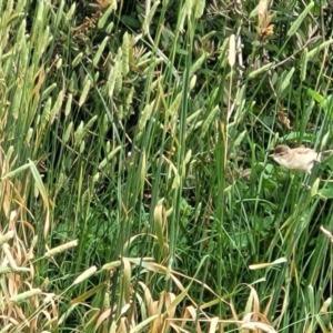 Acrocephalus australis at Fyshwick, ACT - 4 Jan 2023 10:55 AM