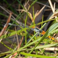 Austroargiolestes icteromelas (Common Flatwing) at Vincentia, NSW - 4 Nov 2022 by RobG1