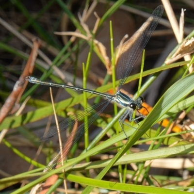 Austroargiolestes icteromelas (Common Flatwing) at Vincentia, NSW - 4 Nov 2022 by RobG1