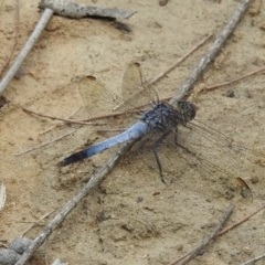 Orthetrum caledonicum (Blue Skimmer) at Wingello, NSW - 1 Jan 2023 by GlossyGal