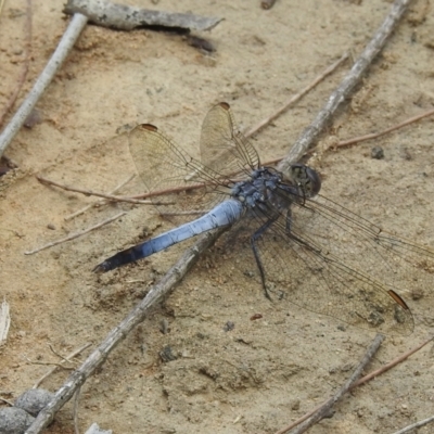 Orthetrum caledonicum (Blue Skimmer) at Wingello, NSW - 1 Jan 2023 by GlossyGal